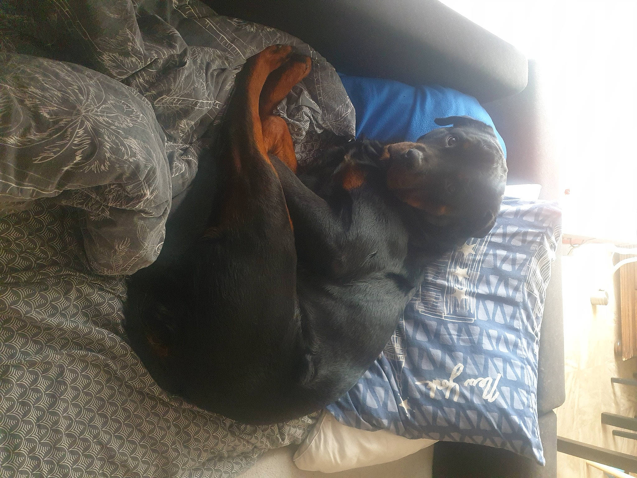 Junior a rejoint le concours — aidez-le/la à gagner de superbes lots ! bed, canidae, carnivore, comfort, companion_dog, dog, dog_breed, domestic_short_haired_cat, elbow, felidae, fur, guard_dog, linens, nap, sitting, small_to_medium_sized_cats, snout, sporting_group, tree, whiskers