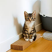 Pompon a rejoint le concours — aidez-le/la à gagner de superbes lots ! kitten, cat, tabby, pet, indoor, scratcher, cardboard, floor, shadow, litter_box, curious, young, small, cute, feline, animal, domestic, white_wall, wooden_floor, sitting