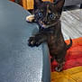 kitten, cat, tortoiseshell, indoor, table, curious, pet, furniture, quilt, floor, wooden_cabinet, plant_pot, couch, purse, playful, young, animal, domestic, paw, eyes