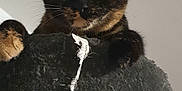 Hadesse participe au concours pour gagner de l'argent avec cette photo : cat, tortoiseshell_cat, pet, animal, feline, indoor, plush, soft_texture, climbing, curious, whiskers, ears, paws, closeup, looking, furniture, home, cozy, fuzzy, pet_furniture