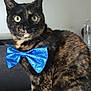cat, tortoiseshell, bow_tie, pet, indoor, animal, feline, close_up, sitting, yellow_eyes, fur, whiskers, domestic_cat, portrait, cute, accessory, blue, glitter, background, water_bottle