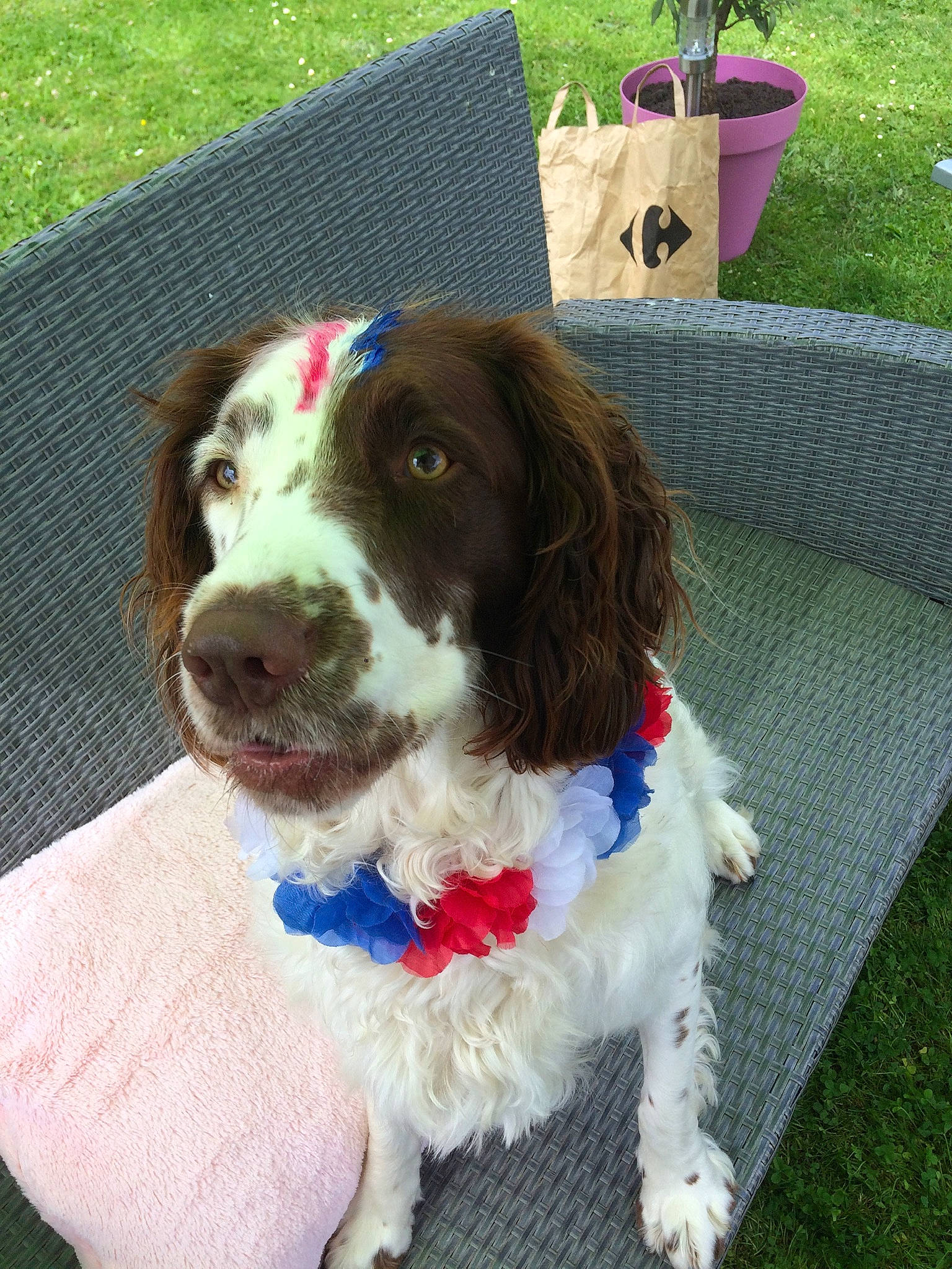 Mirza a rejoint le concours — aidez-le/la à gagner de superbes lots ! canidae, carnivore, cocker_spaniel, companion_dog, dog, dog_breed, english_springer_spaniel, flowerpot, french_spaniel, fur, garden, gun_dog, houseplant, liver, outdoor_furniture, pointing_breed, spaniel, sporting_group, working_animal, yard