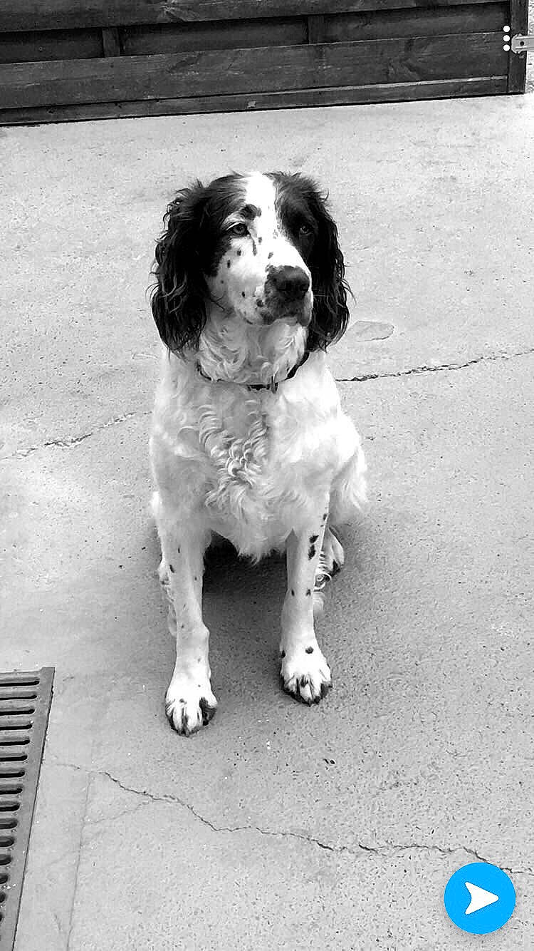 Mirza participe au concours pour gagner de l'argent avec cette photo : canidae, carnivore, companion_dog, dog, dog_breed, drain, drainage, fur, gun_dog, liver, mammal, manhole, manhole_cover, sidewalk, snout, spaniel, sporting_group, storm_drain, working_animal, working_dog