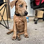 Layla joined the competition — help win amazing prizes! animal, blue_eyes, blurred_background, brown_dog, canine, closeup, collar, concrete, curious, dog, domestic_animal, floor, furniture, indoor, office_chair, pet, portrait, puppy, sitting, young_dog