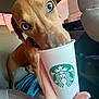Layla is registered to the contest to win money with this photo: animal, brown_dog, car_interior, close_up, collar, curious, cute, dog, domestic_animal, drinking, expression, hand, inside_car, pet, puppy, seat, starbucks_cup, vehicle, window, young_dog