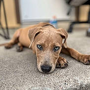 Layla joined the competition — help win amazing prizes! animal, blue_eyes, blurred_background, brown_fur, canine, close_up, concrete, cute, dog, floor, focused, indoor, looking, lying_down, pet, portrait, puppy, resting, soft_lighting, young_dog