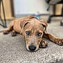 animal, blue_eyes, blurred_background, brown_fur, canine, close_up, concrete, cute, dog, floor, focused, indoor, looking, lying_down, pet, portrait, puppy, resting, soft_lighting, young_dog