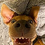 animal, blanket, canine, close_up, cozy, cute, dog, ears, expression, friendly, fur, happy, indoor, nose, pet, playful, portrait, smiling, teeth, whiskers