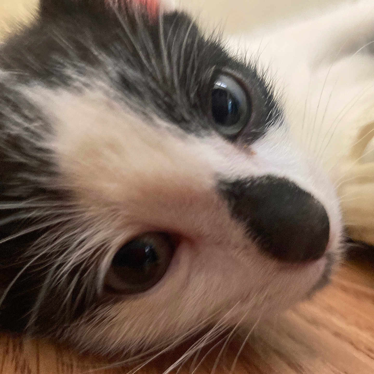 Pendoe is registered to the contest to win money with this photo: animal, black_and_white, cat, close_up, curious, cute, domestic, eye, face, feline, floor, fur, indoor, laying_down, mammal, nose, pet, portrait, whiskers, wood