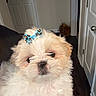 Paisley is registered to the contest to win money with this photo: dog, puppy, bow, blue_bow, indoor, cute, fluffy, small_dog, pet, animal, white_fur, tan_fur, face, adorable, home, door, floor, fur, closeup, companion