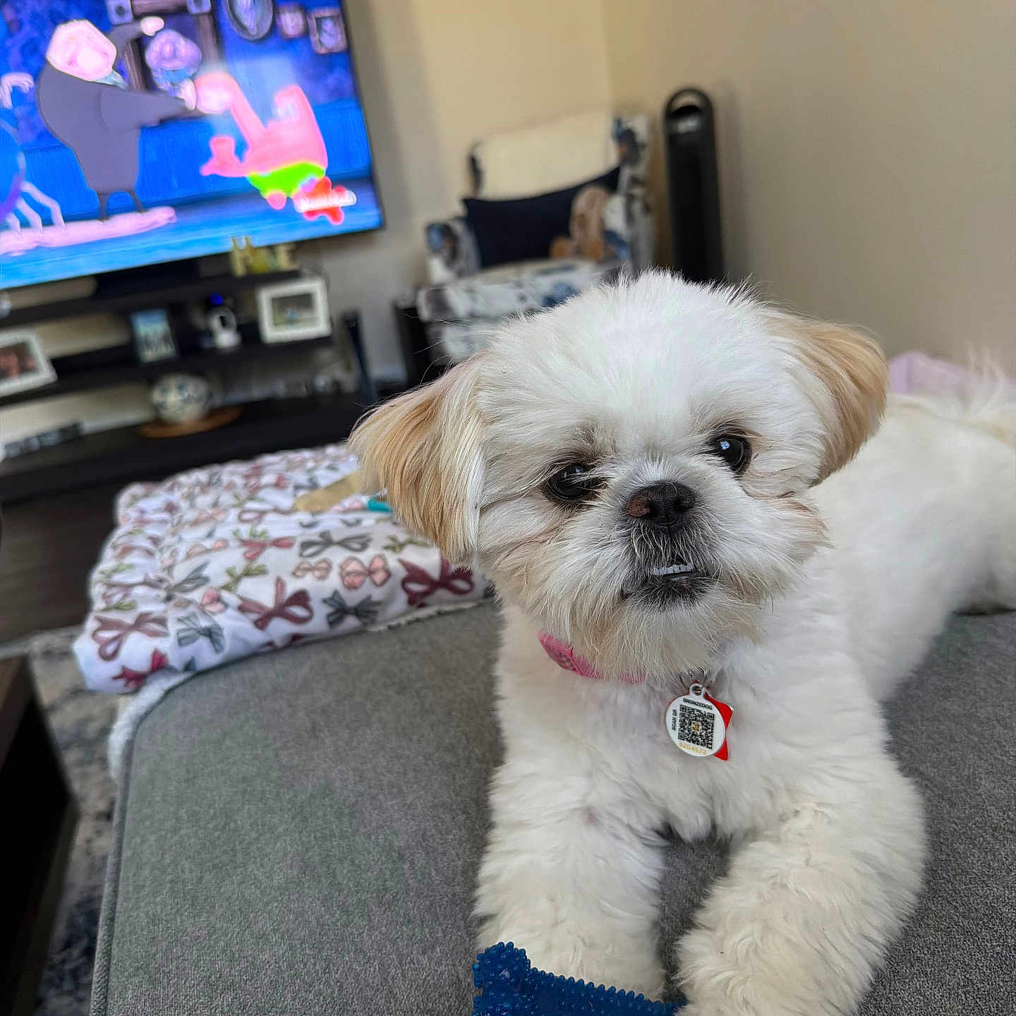Paisley is registered to the contest to win money with this photo: dog, pet, indoor, couch, toy, living_room, blanket, television, cartoon, furniture, white_dog, small_dog, collar, relaxing, cozy, carpet, chair, floor, home, cute