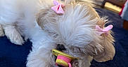 Paisley joined the competition — help win amazing prizes! puppy, dog, fluffy, pink_bow, pacifier, blue_blanket, indoor, pet, cute, small_dog, fur, animal, lying_down, toy, domestic, cozy, furniture, cage, adorable, young