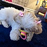 puppy, dog, fluffy, pink_bow, pacifier, blue_blanket, indoor, pet, cute, small_dog, fur, animal, lying_down, toy, domestic, cozy, furniture, cage, adorable, young
