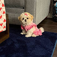 Paisley joined the competition — help win amazing prizes! dog, puppy, pink_dress, bow, fluffy, indoor, rug, carpet, living_room, furniture, sofa, cute, pet, small_dog, floor, wood_floor, decor, sitting, adorable, cozy