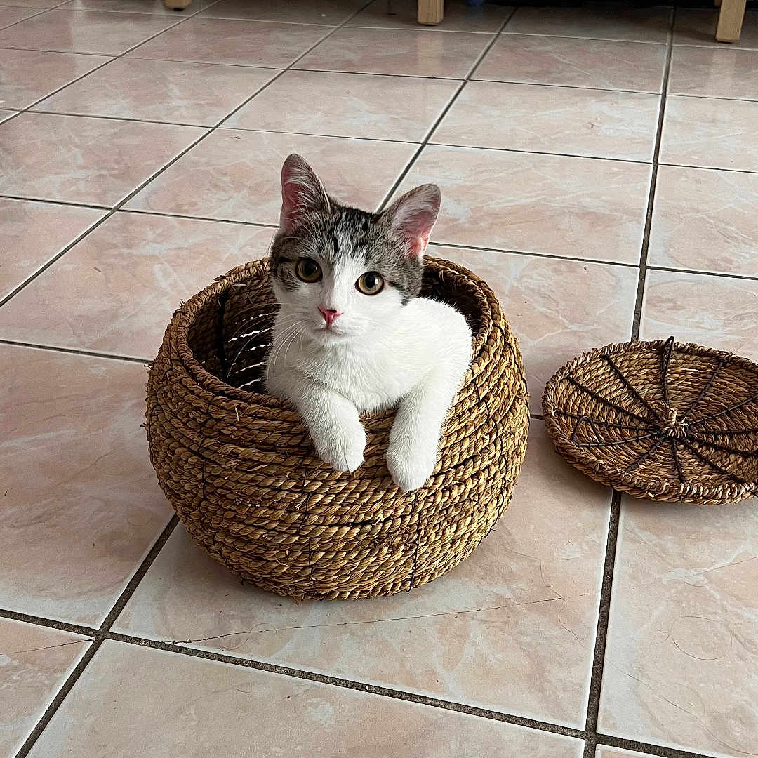 Appy a rejoint le concours — aidez-le/la à gagner de superbes lots ! animal, basket, cat, cozy, curious, cute, domestic, ears, feline, floor, home, indoor, kitten, looking_up, paws, pet, small, tile_floor, white_and_gray, woven_basket