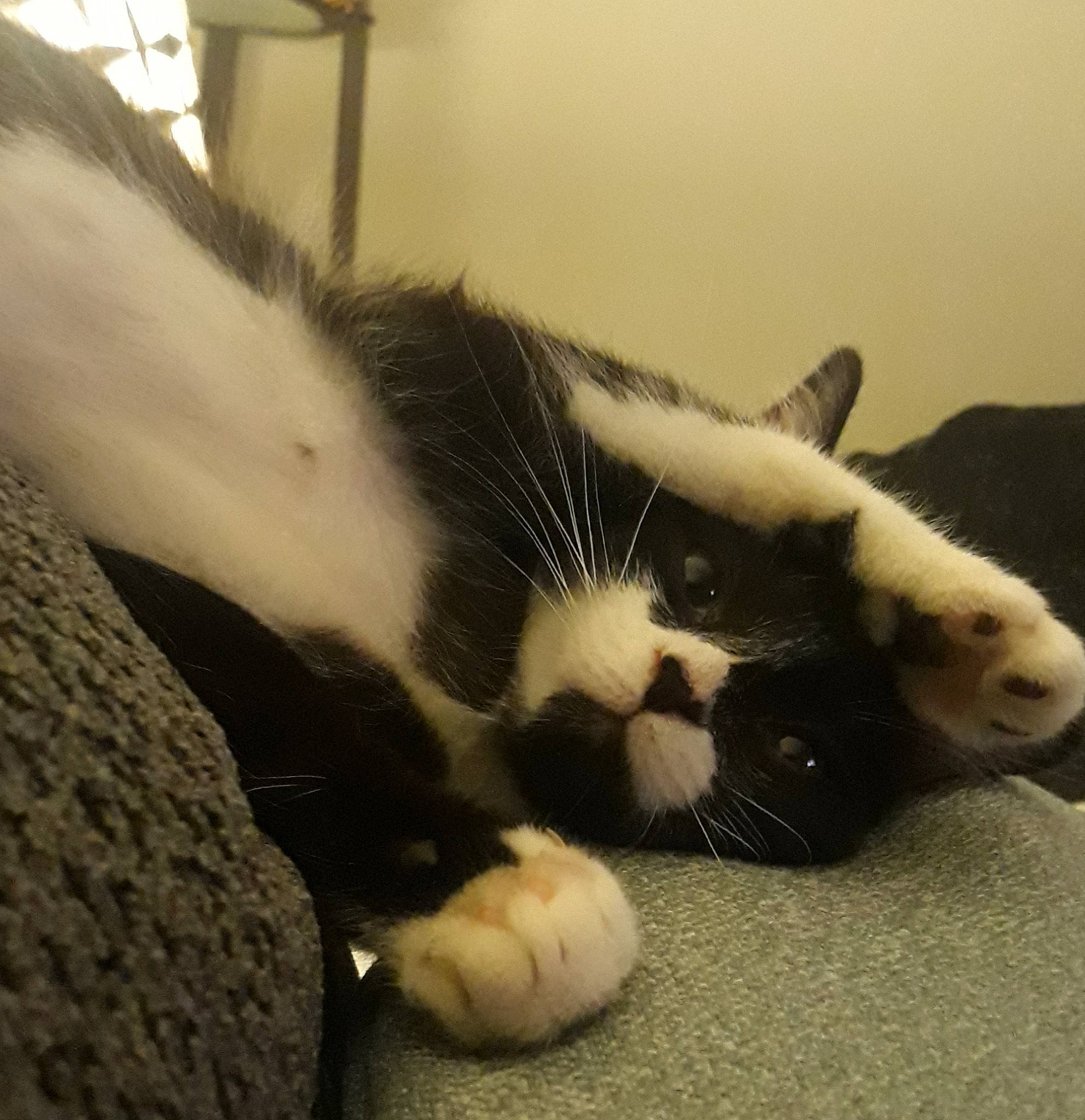 Kiki