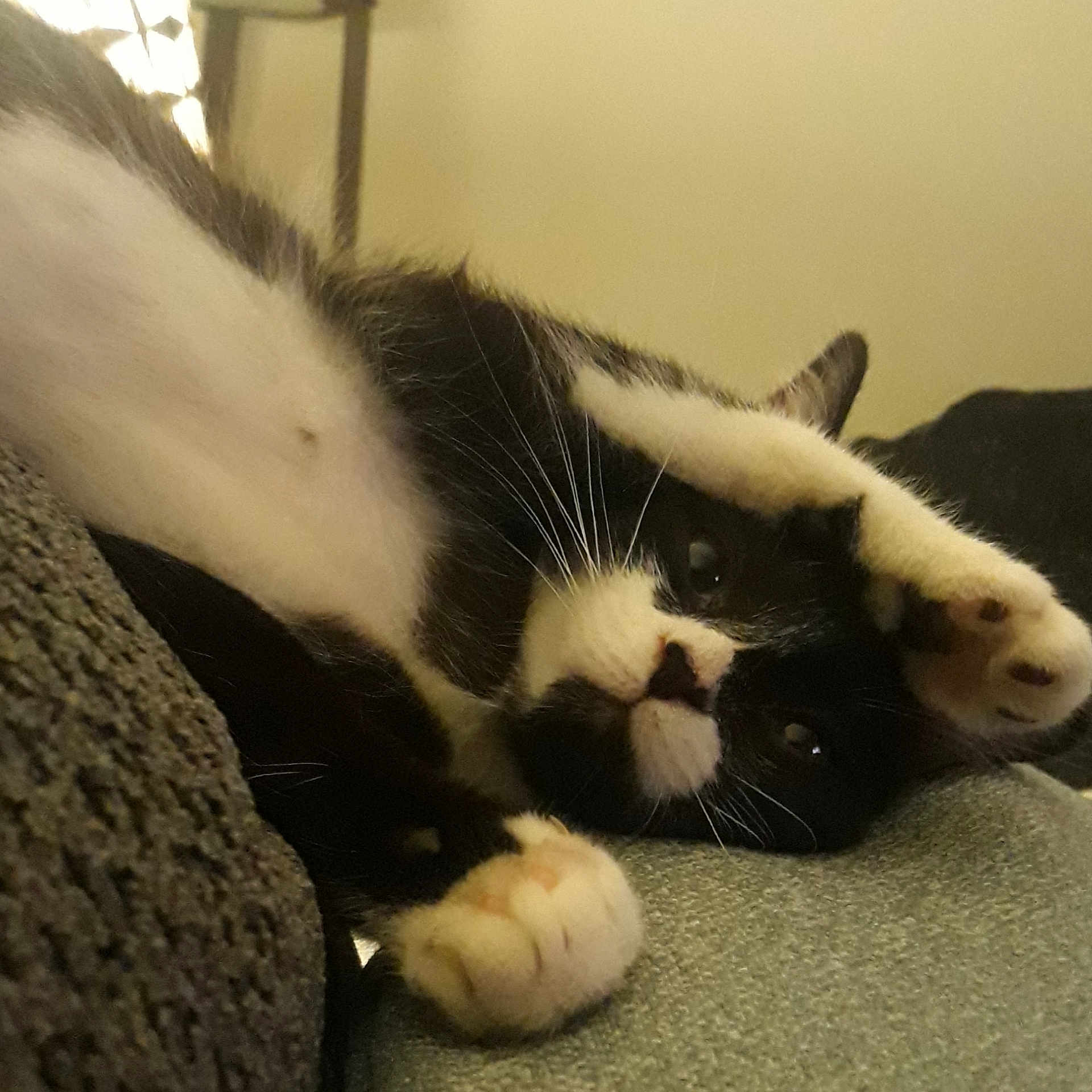 Kiki