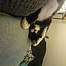 Kiki is registered to the contest to win money with this photo: carnivore, cat, comfort, companion_dog, dog_breed, fawn, felidae, flooring, foot, gesture, human_leg, knee, leg, nail, small_to_medium_sized_cats, snout, tail, thigh, whiskers, wood