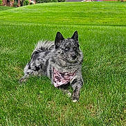 Keno joined the competition — help win amazing prizes! dog, bandana, grass, outdoor, pet, animal, blue_eyes, speckled, fur, canine, resting, greenery, nature, summer, muzzle, ears, portrait, leisure, cute, domestic