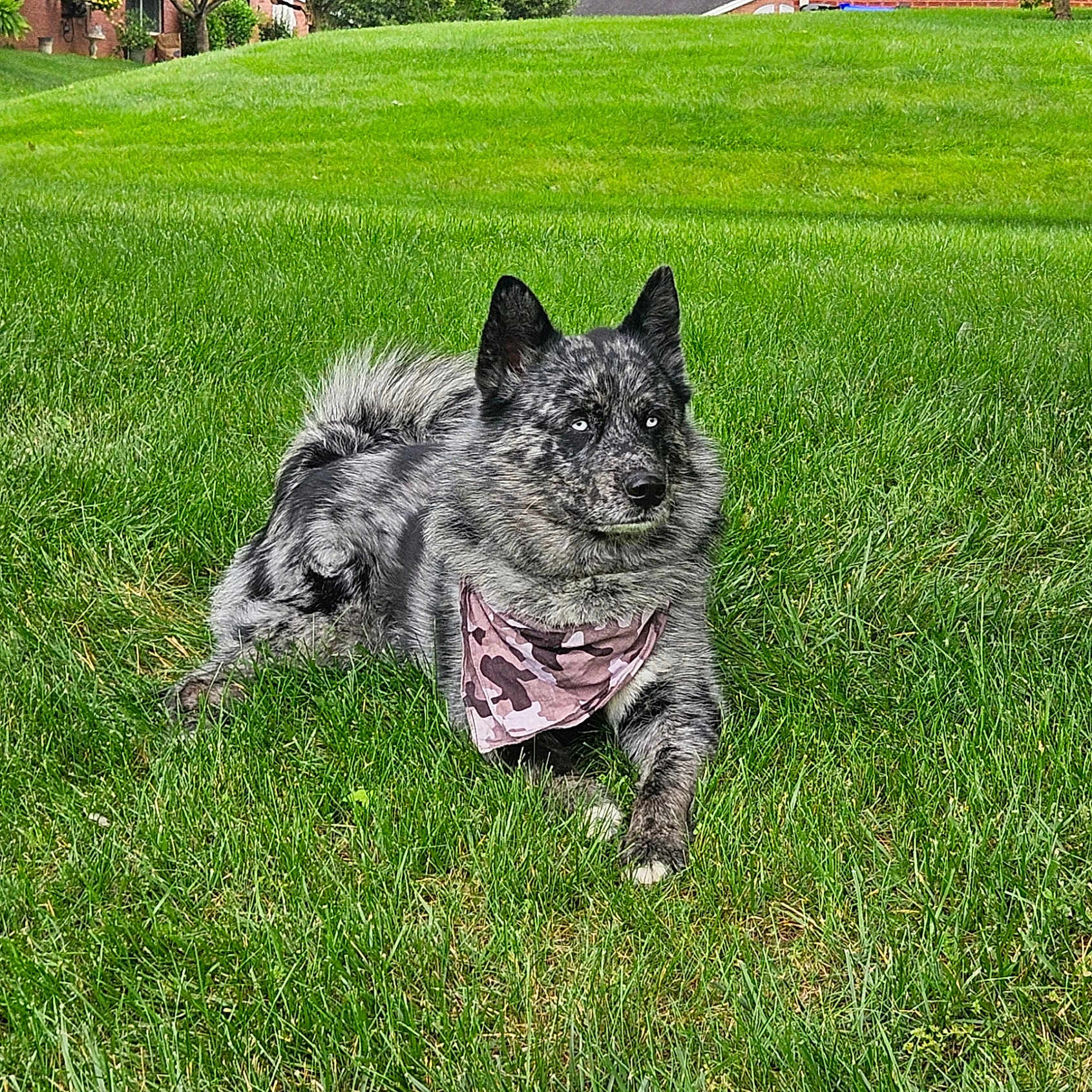 Keno joined the competition — help win amazing prizes! dog, bandana, grass, outdoor, pet, animal, blue_eyes, speckled, fur, canine, resting, greenery, nature, summer, muzzle, ears, portrait, leisure, cute, domestic