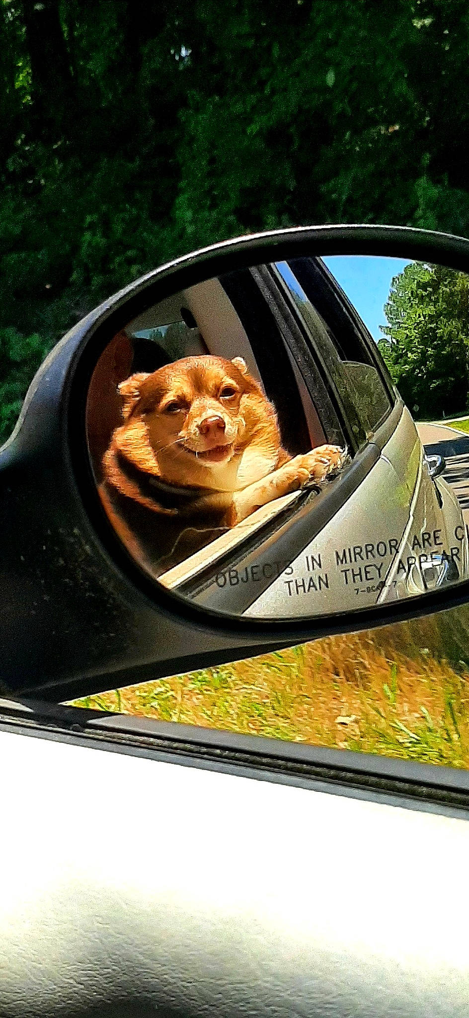 Charlie is registered to the contest to win money with this photo: automotive_design, automotive_exterior, automotive_lighting, automotive_mirror, automotive_side_view_mirror, bumper, car, carnivore, companion_dog, dog, dog_breed, eyewear, hood, mirror, motor_vehicle, personal_luxury_car, plant, rear_view_mirror, vehicle, vehicle_door