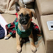 Mya is registered to the contest to win money with this photo: puppy, dog, pet, couch, indoor, clothing, green, red, fur, ears, eyes, cute, young, animal, domestic_animal, sitting, blanket, fabric, home, relaxing