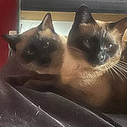 Brahms And Ivy joined the competition — help win amazing prizes! cat, siamese_cat, animal, pet, feline, two_cats, snuggling, close_up, indoor, blanket, fur, whiskers, ears, resting, cozy, domestic_animal, cute, companion, looking, sleepy