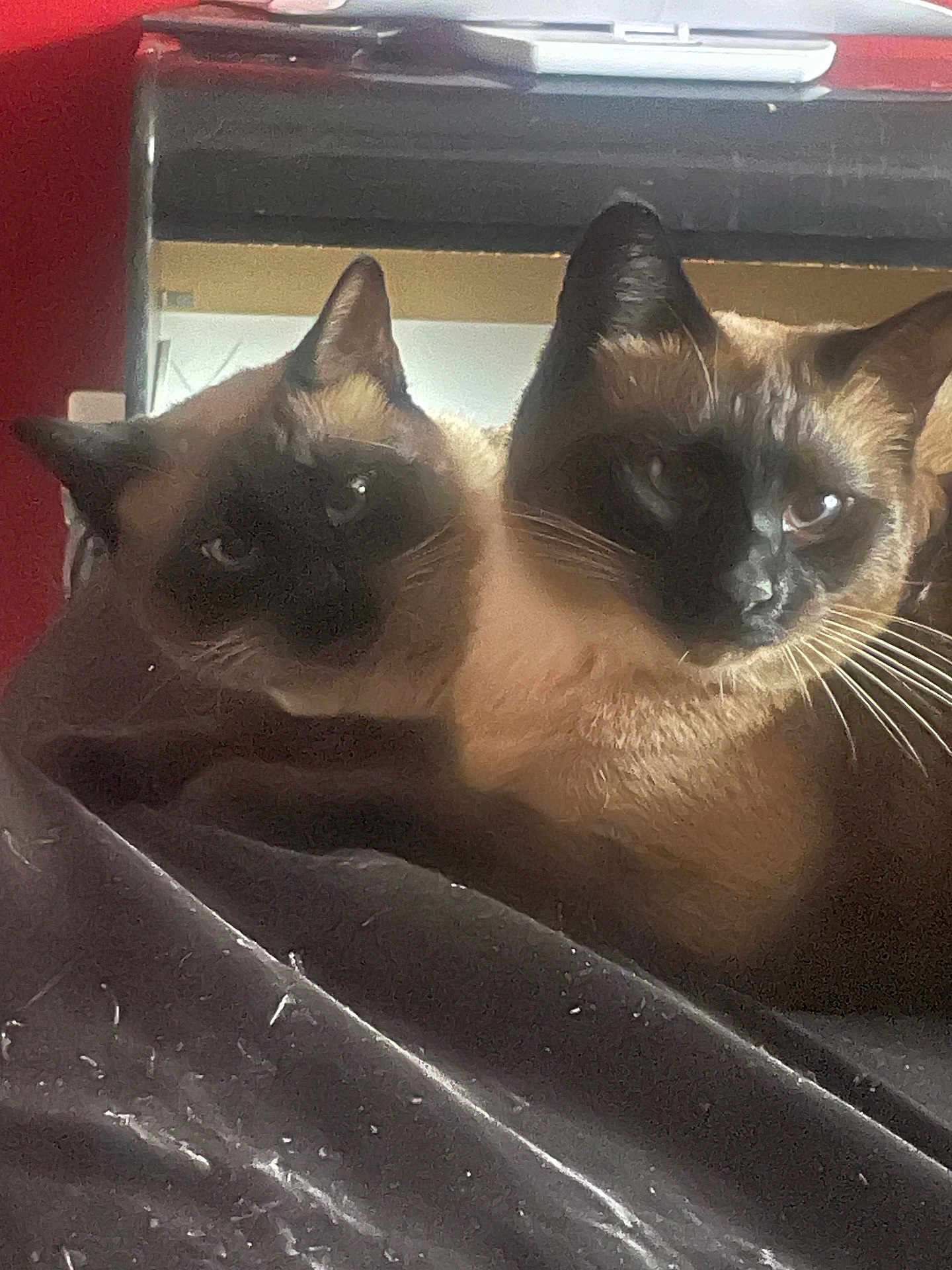 Brahms And Ivy