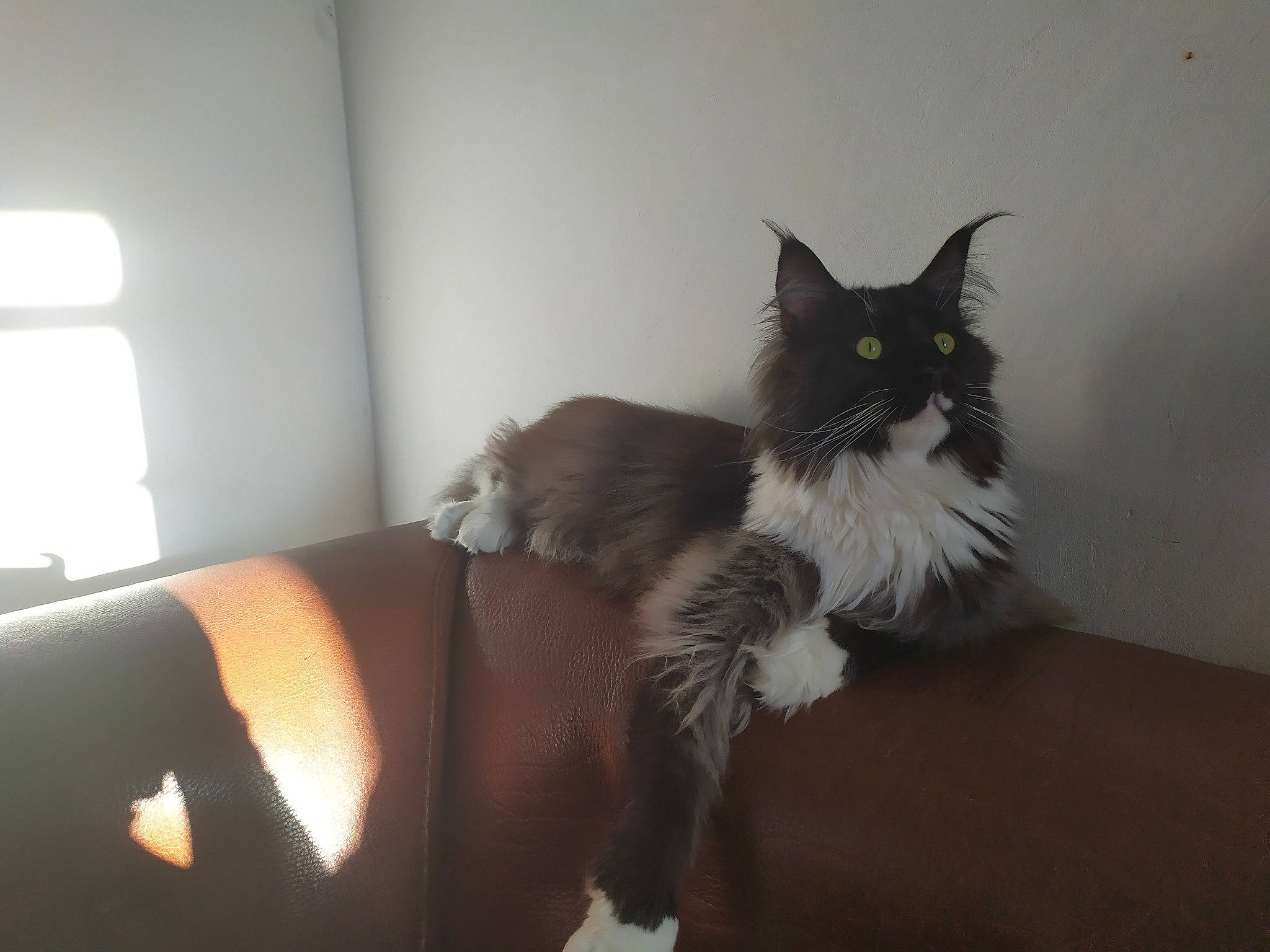 Snow participe au concours pour gagner de l'argent avec cette photo : bed, black_cat, carnivore, cat, comfort, couch, felidae, fur, grey, hardwood, human_leg, leg, long_hair, small_to_medium_sized_cats, snout, tail, thigh, whiskers, window, wood