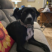 Honey is registered to the contest to win money with this photo: dog, black_dog, couch, indoor, lamp, pillow, flower_pillow, wooden_floor, desk, collar, pet, home_interior, artwork, window, relaxed, sitting, furniture, living_room, domestic_animal, cozy