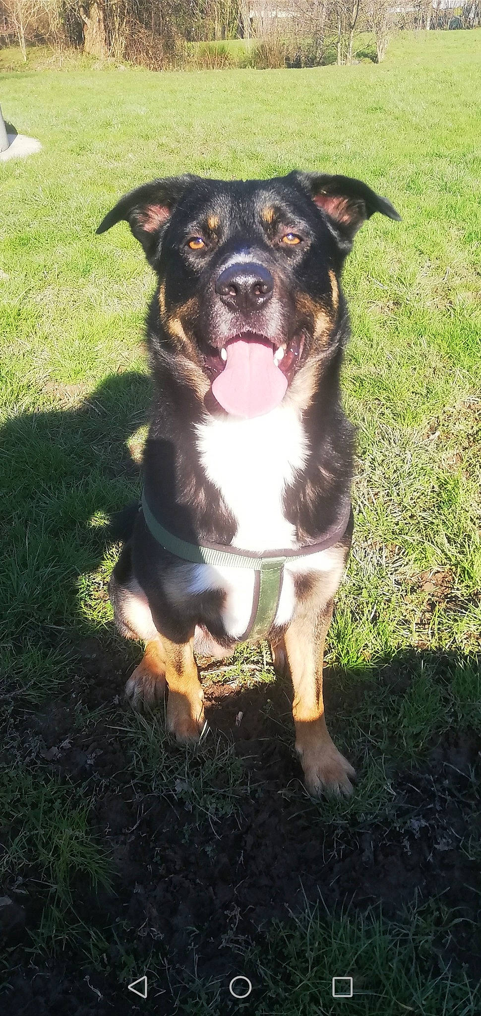 Wallen Et Jack a rejoint le concours — aidez-le/la à gagner de superbes lots ! canidae, carnivore, companion_dog, dog, dog_breed, grass, guard_dog, hunting_dog, molosser, snout, sporting_group, terrestrial_animal, whiskers, working_animal, working_dog