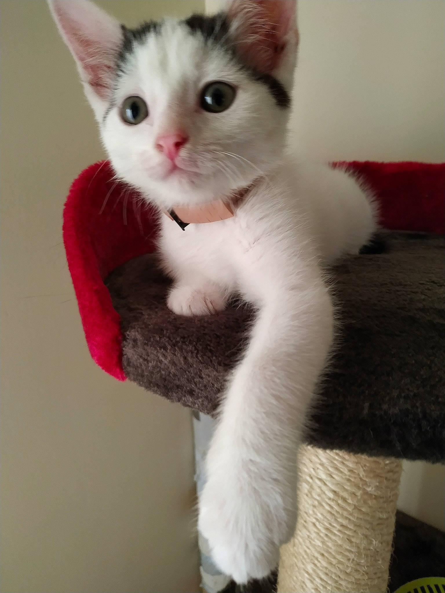 Monop participe au concours pour gagner de l'argent avec cette photo : aegean_cat, american_wirehair, asian, carnivore, cat, domestic_short_haired_cat, felidae, german_rex, khao_manee, kitten, mammal, ojos_azules, paw, polydactyl_cat, small_to_medium_sized_cats, tail, turkish_angora, turkish_van, vertebrate, whiskers