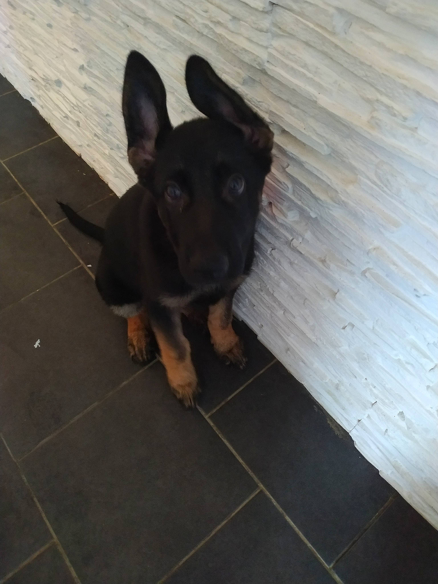 Prince participe au concours pour gagner de l'argent avec cette photo : canidae, carnivore, dog, dog_breed, ear, fawn, floor, flooring, german_shepherd_dog, mammal, prazsky_krysarik, puppy, snout, vertebrate, working_dog