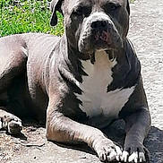 Nala participe au concours pour gagner de l'argent avec cette photo : animal, canine, centered_composition, dog, front_paws, garden, grass, gray_dog, large_breed, lying_down, muscular, outdoor, pavement, pet, plants, portrait, serious_expression, short_hair, sunlight, white_chest