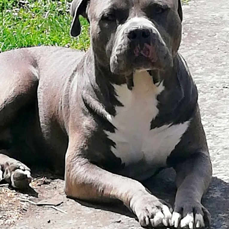 Nala