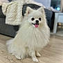 dog, pomeranian, white_fur, fluffy, pet, indoor, floor, tongue_out, happy, small_dog, living_room, couch, blanket, wooden_floor, cute, sitting, animal, companion, domestic, friendly