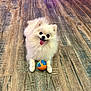 dog, pomeranian, white_dog, fluffy, pet, tongue_out, ball, toy, wooden_floor, indoor, playful, happy, animal, cute, small_dog, floor, fur, domestic_animal, lying_down, companion