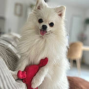 Mitsu participe au concours pour gagner de l'argent avec cette photo : dog, pomeranian, white, fluffy, toy, red, plush, pet, cute, tongue_out, indoor, couch, furniture, blurred_background, animal, small_dog, happy, playing, paw, domestic