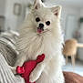 dog, pomeranian, white, fluffy, toy, red, plush, pet, cute, tongue_out, indoor, couch, furniture, blurred_background, animal, small_dog, happy, playing, paw, domestic