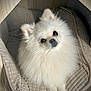 dog, pomeranian, pet_bed, fluffy, white_fur, cute, animal, indoors, cozy, looking_up, small_dog, fur, ears, face, nose, paw, resting, companion, domestic, pet