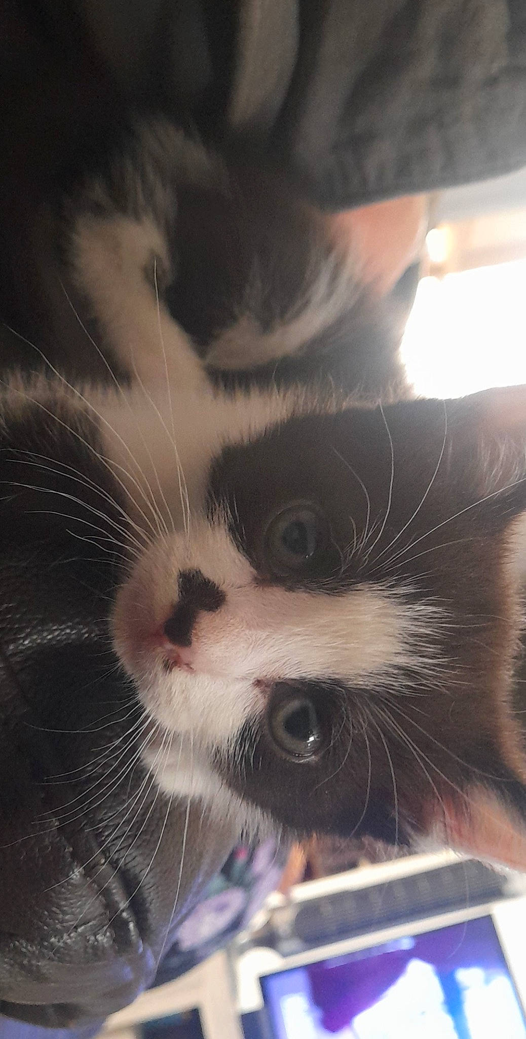 Tina a rejoint le concours — aidez-le/la à gagner de superbes lots ! carnivore, cat, cloud, domestic_short_haired_cat, eye, felidae, fur, hair, head, human_body, iris, leg, line, meteorological_phenomenon, paw, sky, small_to_medium_sized_cats, snout, tail, whiskers