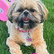 Maisy is registered to the contest to win money with this photo: animal, collar, colorful, cute, dog, fluffy, grass, greenery, mammal, outdoor, pet, pink_bucket, plastic_eggs, playful, small_dog, smiling, summer, tag, tongue_out, toy