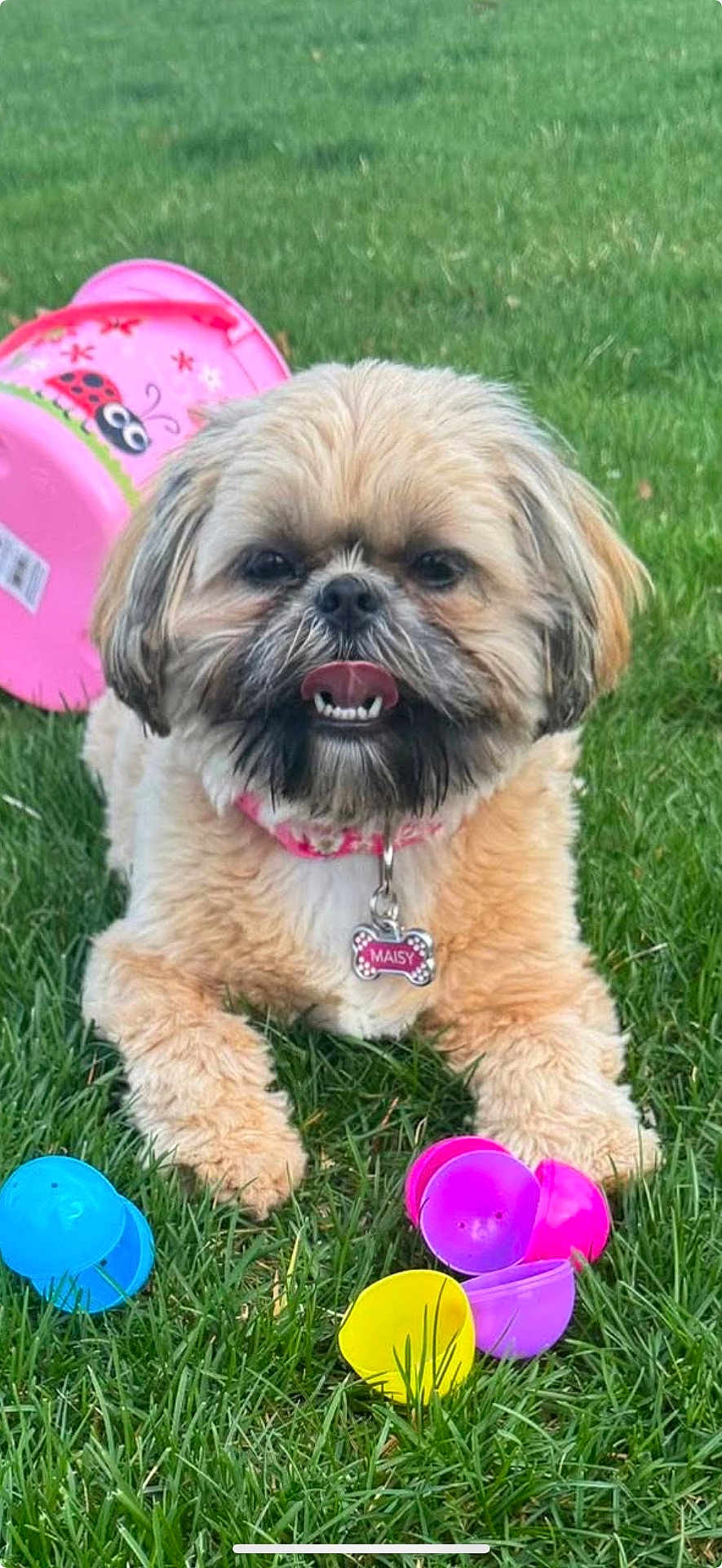 Maisy
