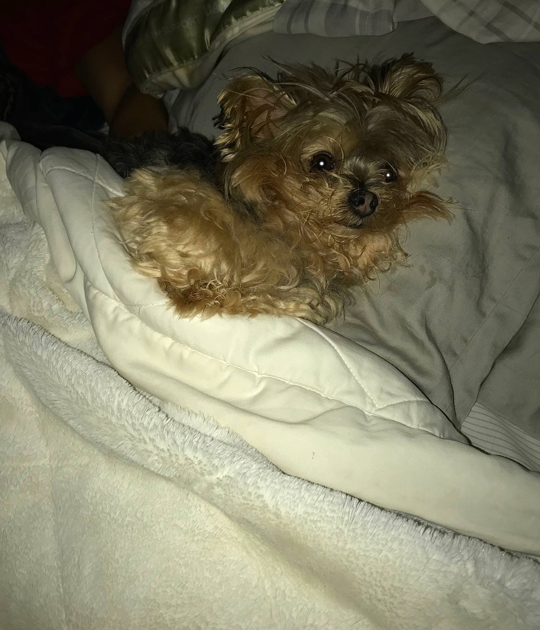 Mojo joined the competition — help win amazing prizes! bolonka, canidae, carnivore, cavachon, cavapoo, chinese_imperial_dog, companion_dog, dog, dog_breed, maltepoo, mammal, morkie, pekapoo, poodle_crossbreed, puppy, schnoodle, shih_tzu, toy_dog, yorkipoo, yorkshire_terrier