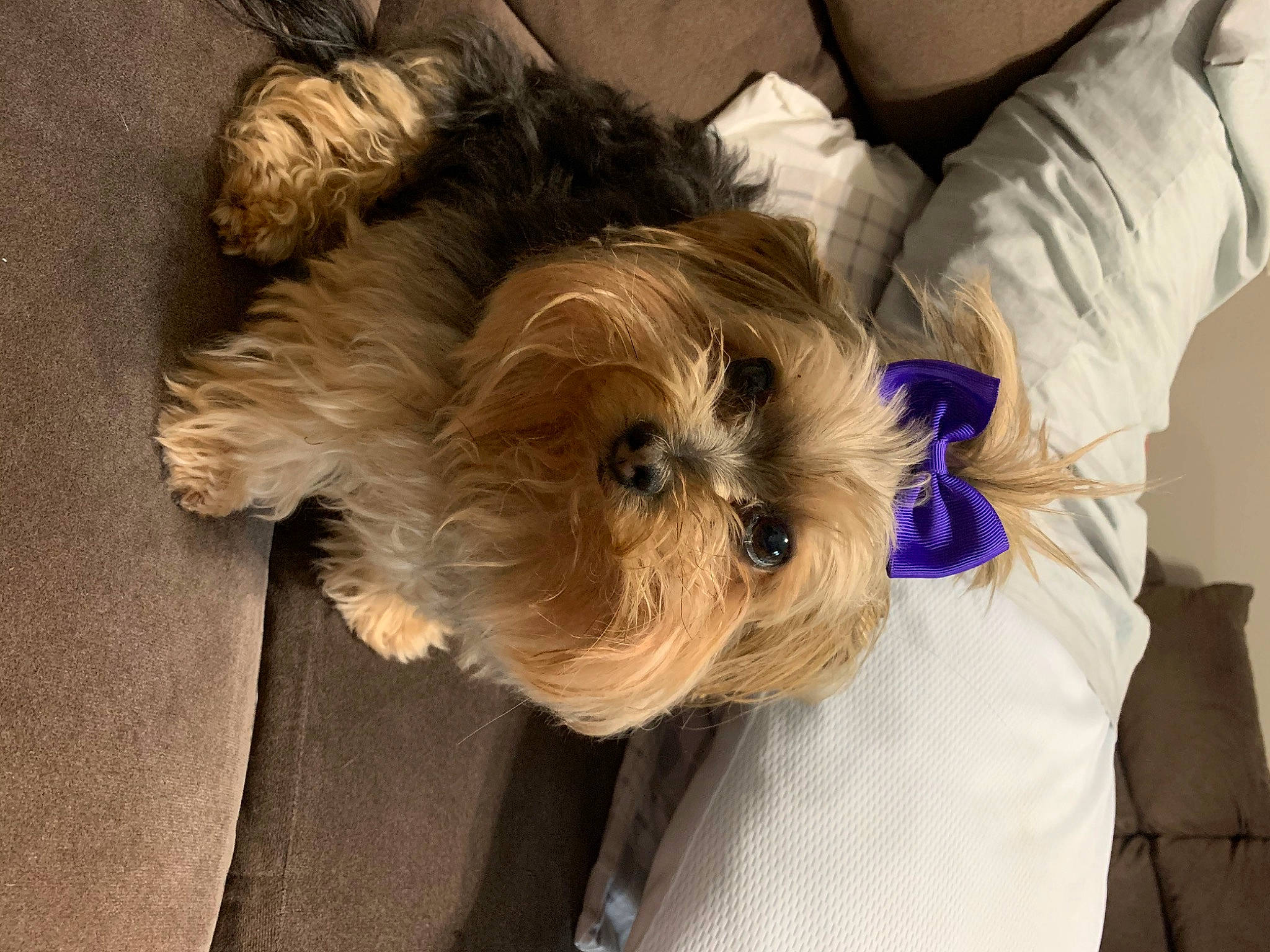 Mojo is registered to the contest to win money with this photo: affenpinscher, bolonka, canidae, carnivore, chinese_imperial_dog, companion_dog, dog, dog_breed, maltepoo, mammal, morkie, non_sporting_group, puppy, rare_breed_dog, schnoodle, shih_tzu, small_terrier, terrier, toy_dog, yorkshire_terrier