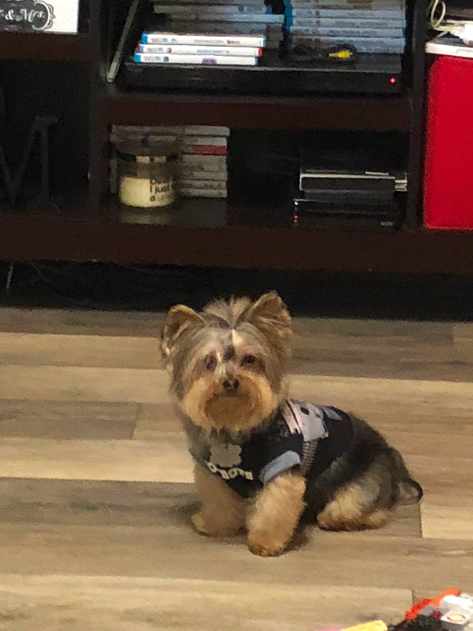 Mojo joined the competition — help win amazing prizes! australian_silky_terrier, biewer_terrier, cairn_terrier, canidae, carnivore, companion_dog, dog, dog_breed, mammal, morkie, norwich_terrier, puppy, rare_breed_dog, small_terrier, snout, terrier, toy_dog, vertebrate, yorkshire_terrier