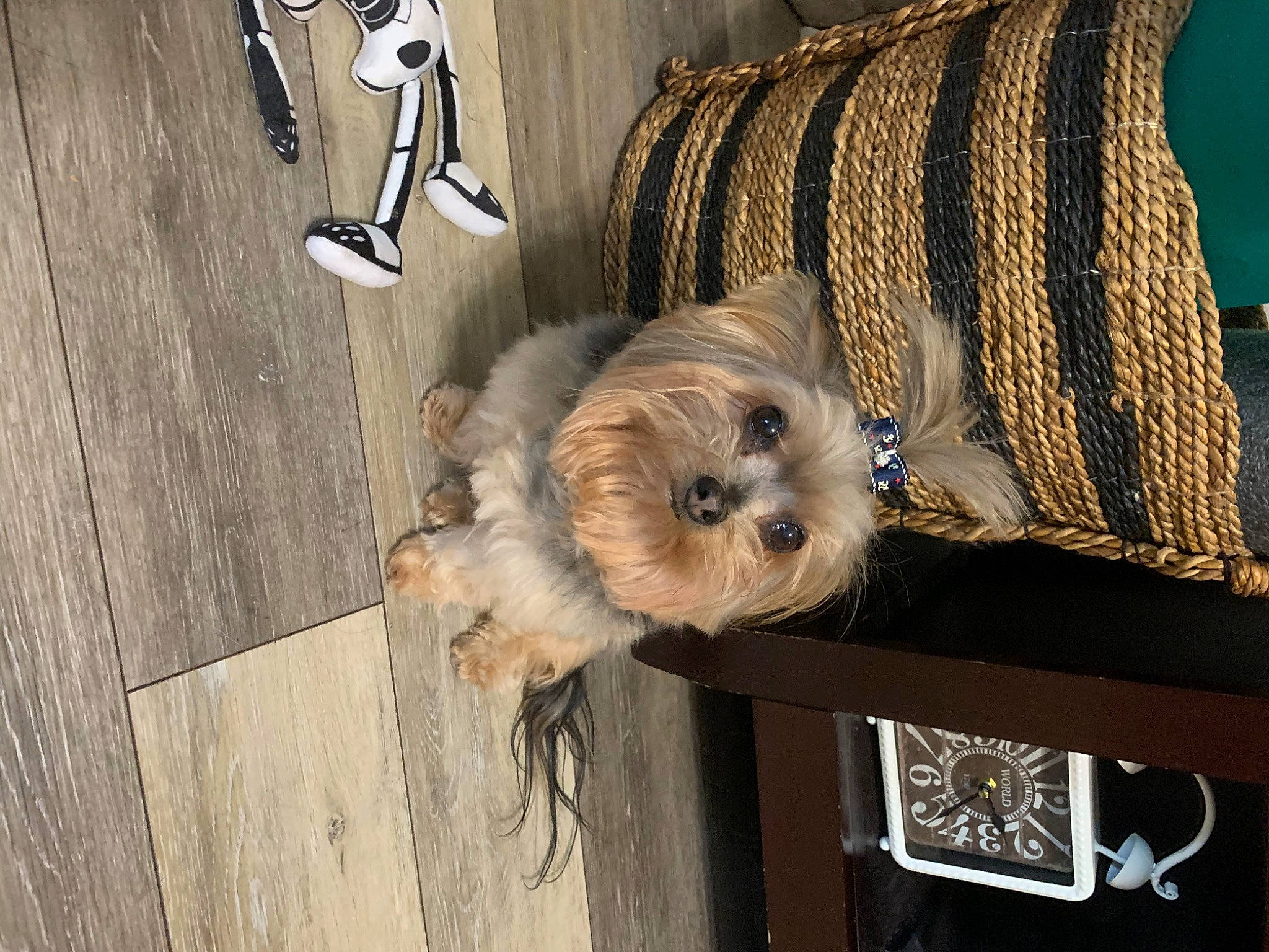 Mojo joined the competition — help win amazing prizes! cairn_terrier, canidae, carnivore, cavachon, chinese_imperial_dog, companion_dog, dog, dog_breed, fawn, morkie, norwich_terrier, puppy, schnoodle, small_terrier, sporting_group, sporting_lucas_terrier, terrier, toy_dog, yorkipoo, yorkshire_terrier