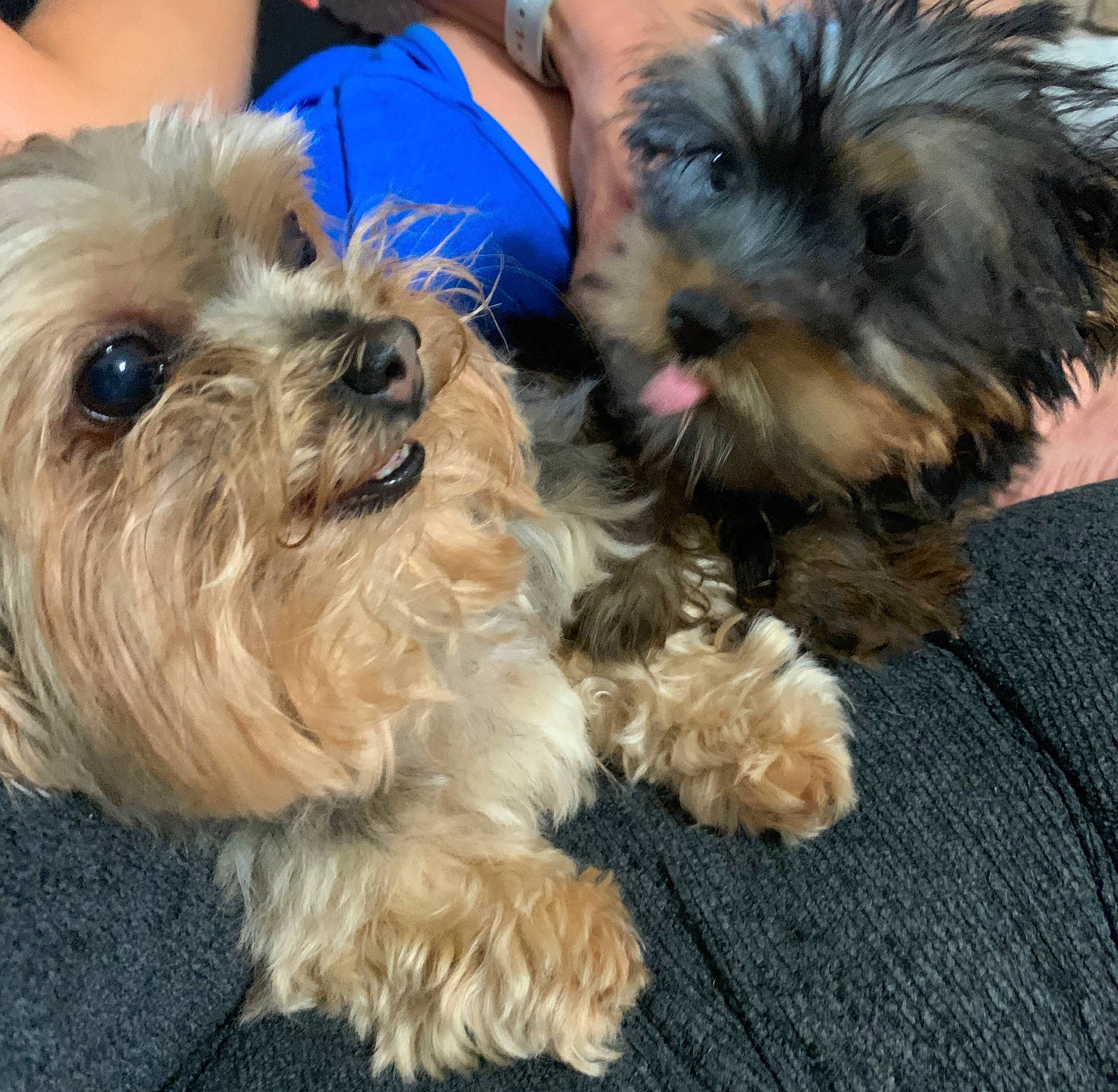 Mojo joined the competition — help win amazing prizes! australian_silky_terrier, biewer_terrier, bolonka, canidae, carnivore, companion_dog, dog, dog_breed, glen_of_imaal_terrier, maltepoo, mammal, morkie, puppy, schnoodle, small_terrier, snout, sporting_lucas_terrier, terrier, vertebrate, yorkshire_terrier