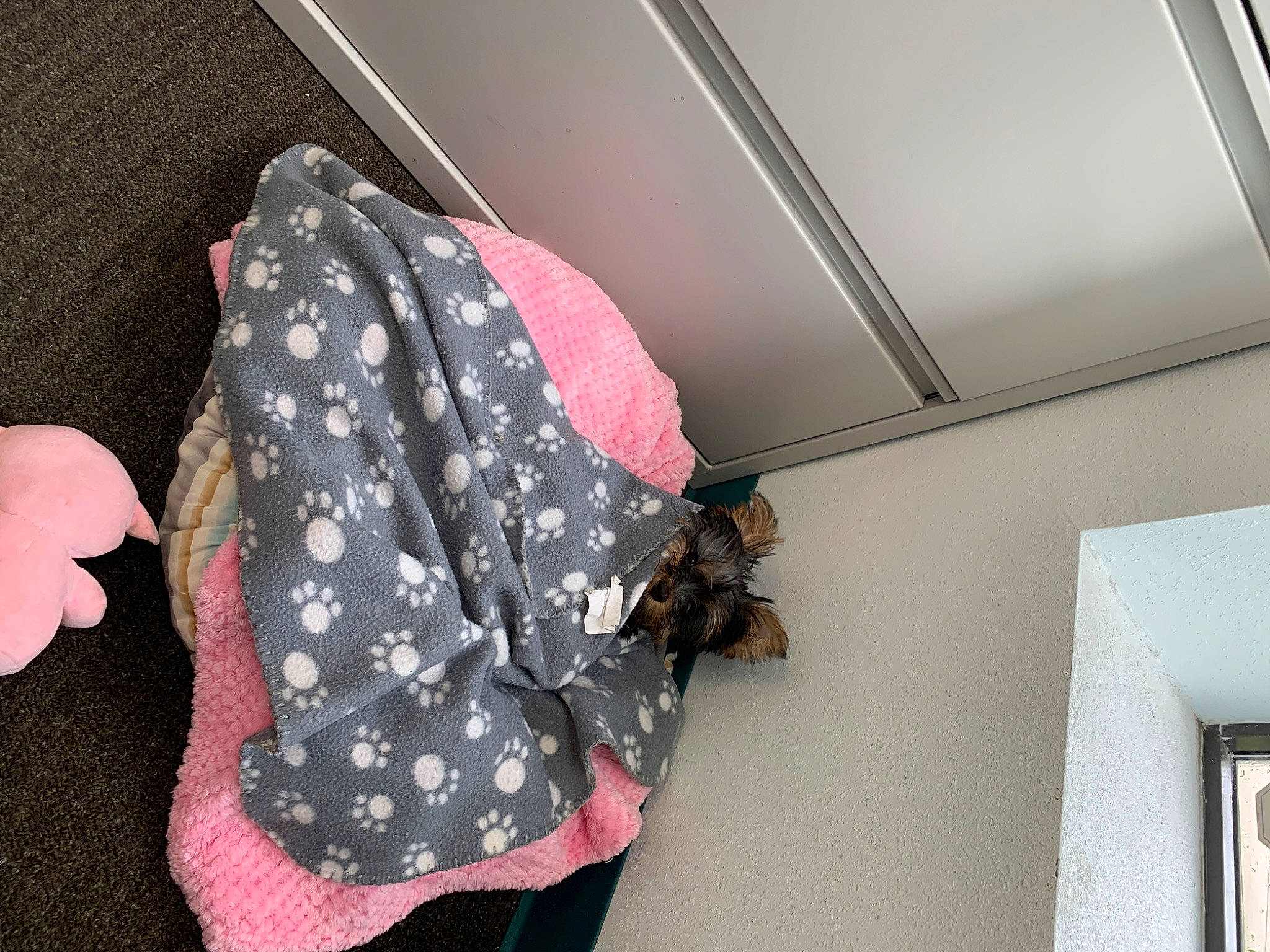 Mitzy is registered to the contest to win money with this photo: design, pattern, pink, polka_dot, room