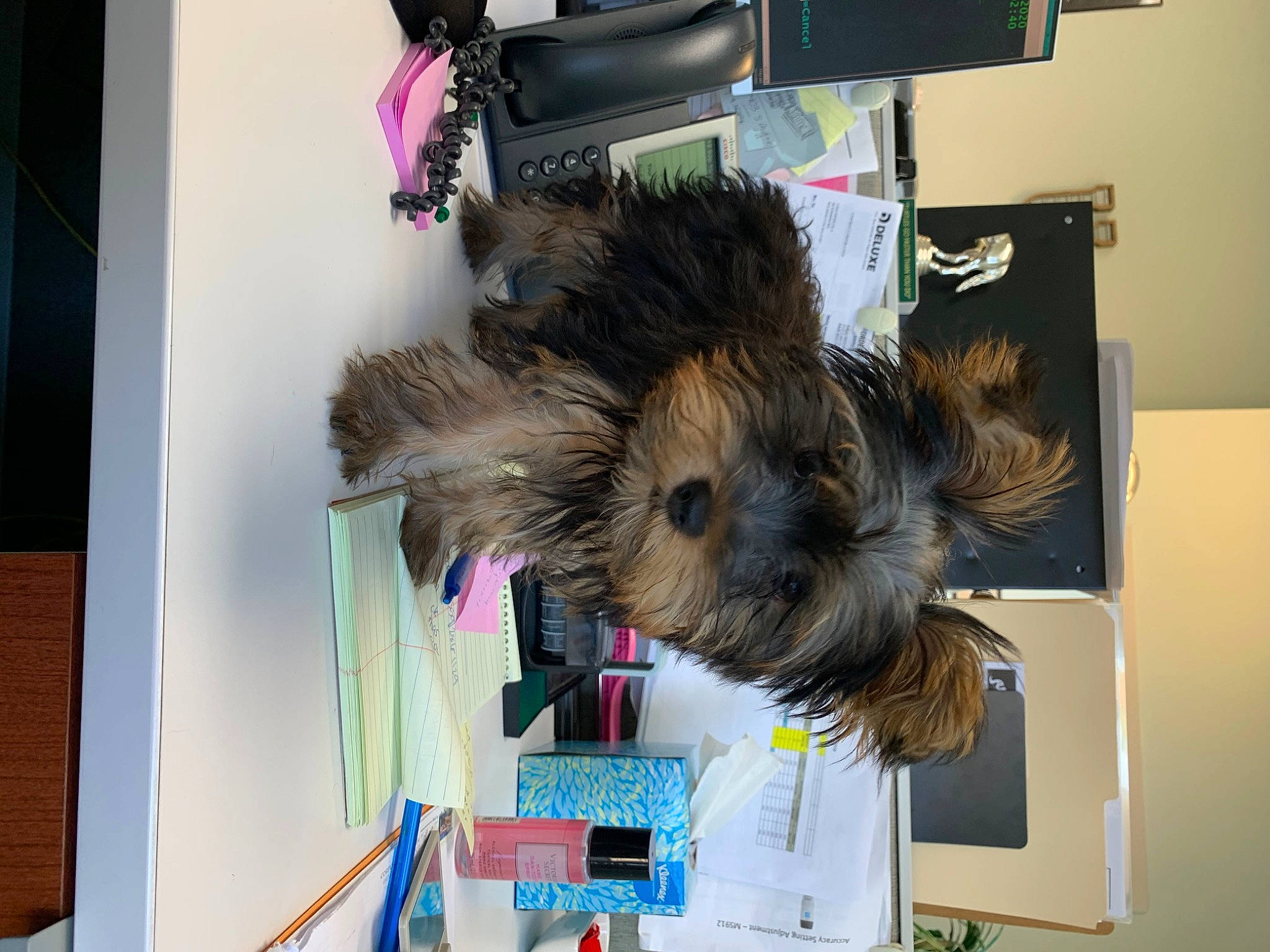 Mitzy is registered to the contest to win money with this photo: cairn_terrier, canidae, carnivore, companion_dog, dog, dog_breed, morkie, small_terrier, sporting_group, terrier, toy_dog, yorkshire_terrier